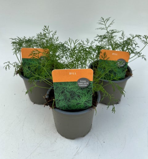 x3 Dill - Aromatic Herb 10.5cm/9cm