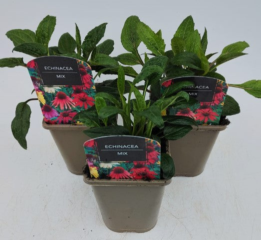 x2 Echinacea Mix 13cm/1 Litre
