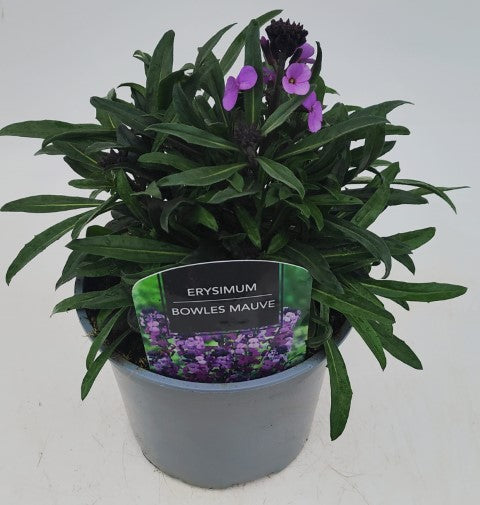 x1 Erysimum Bowles Mauve - 17cm/2Litre
