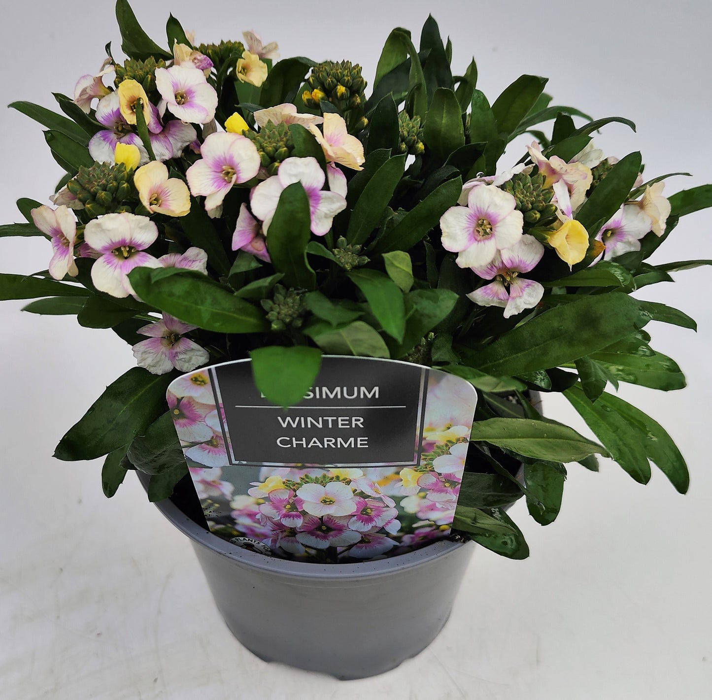 x1 Erysimum Winter Charme 17cm/2Litre