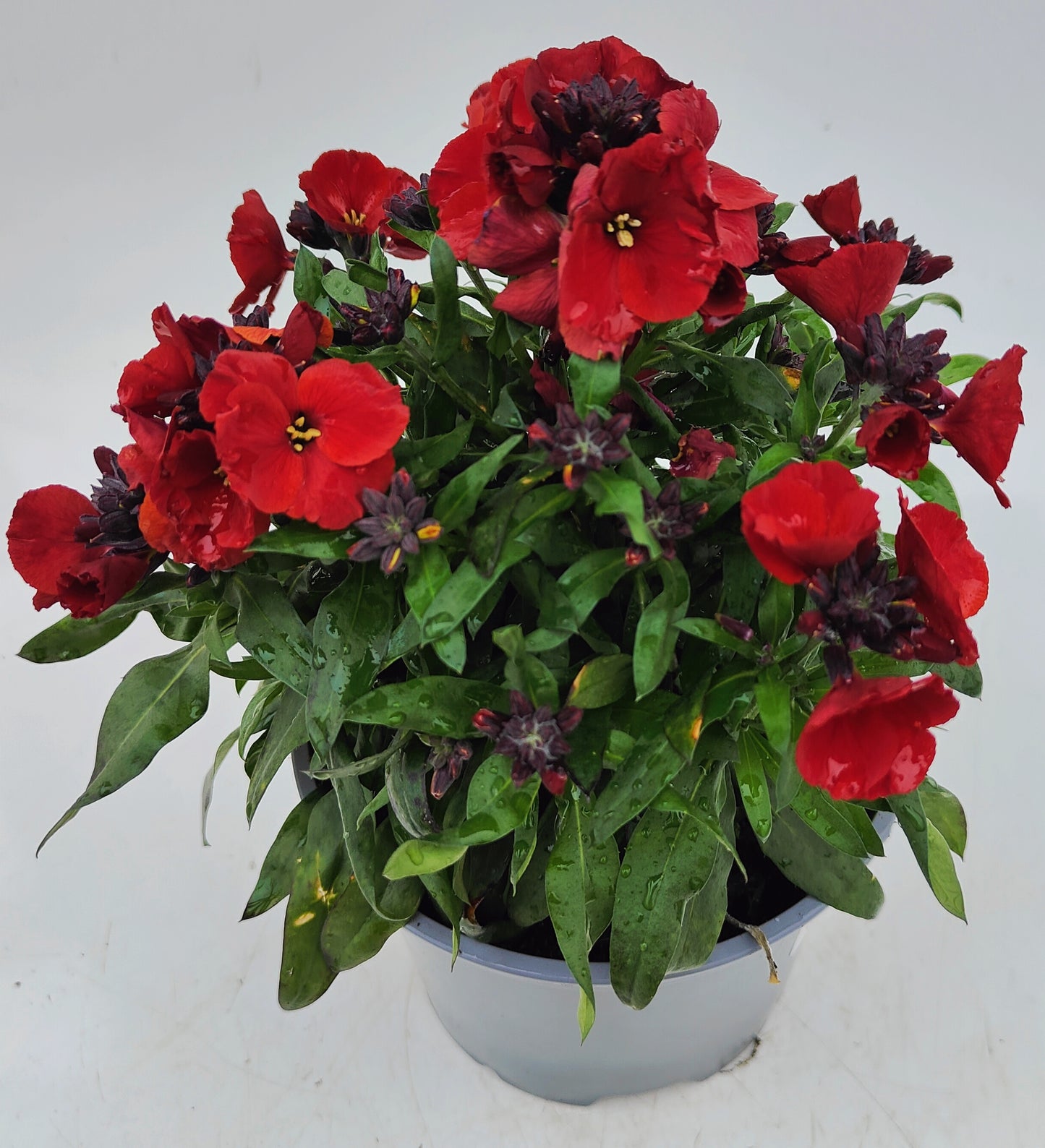 x1 Erysimum Winter Flame 17cm/2Litre