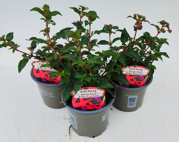 x3 Fuchsia Baby Blue Eyes 10.5cm/9cm