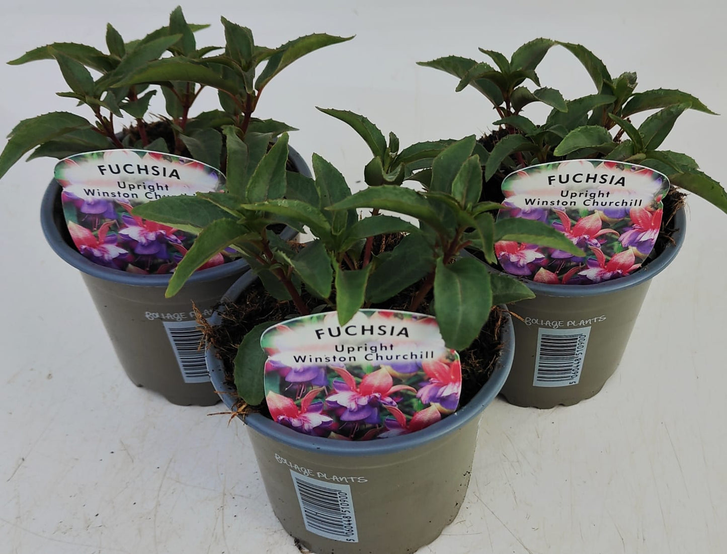 x3 Fuchsia Winston Churchill 10.5cm/9cm