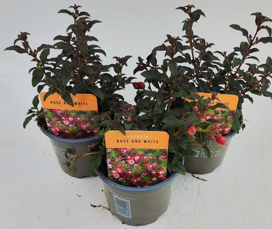 x3 Fuchsia Rose & White 10.5cm/9cm