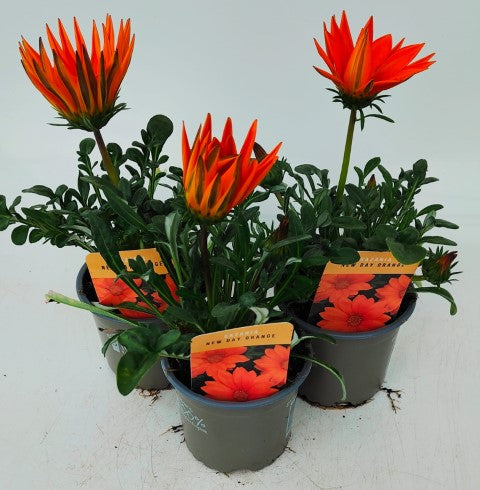 x3 Gazania New Day Clear Orange 10.5cm/9cm pots