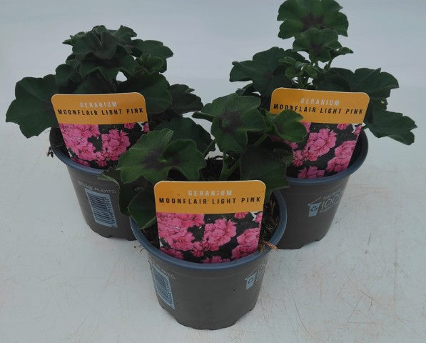 x3 Geranium Moonflair Light Pink 10.5cm/9cm