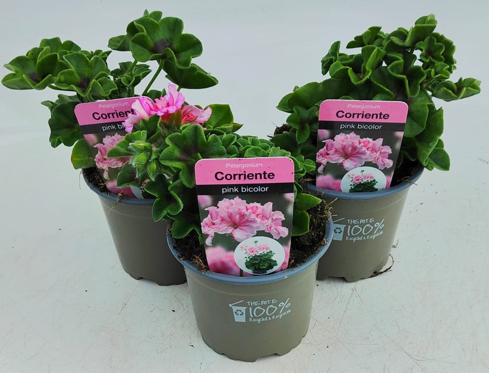 x3 Geranium Trailing Corriente Pink Bicolour 10.5cm/9cm