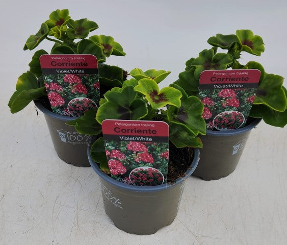 x3 Geranium Trailing Corriente Violet White 10.5cm/9cm