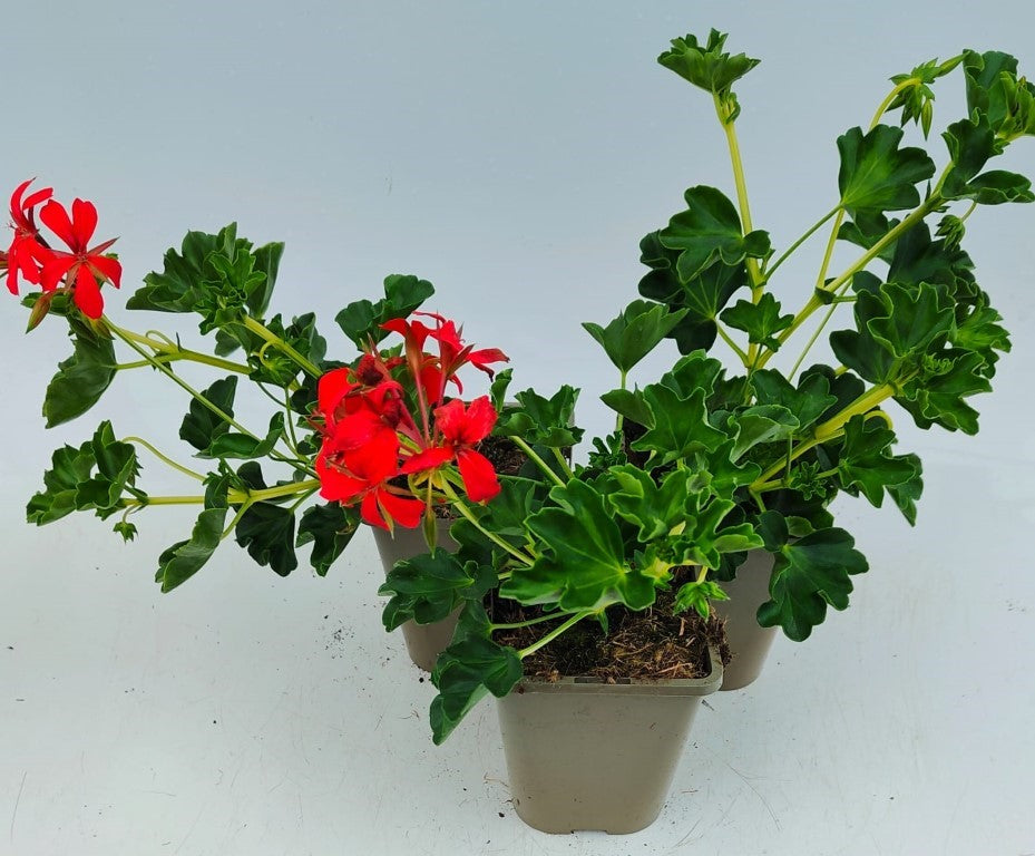 x2 Geranium Tr Cascade Leucht 13cm/1 Ltr pots