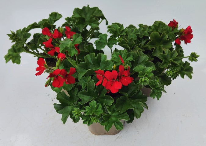 x2 Geranium Zonal Calliope Deep Red 13cm/1 Ltr pots