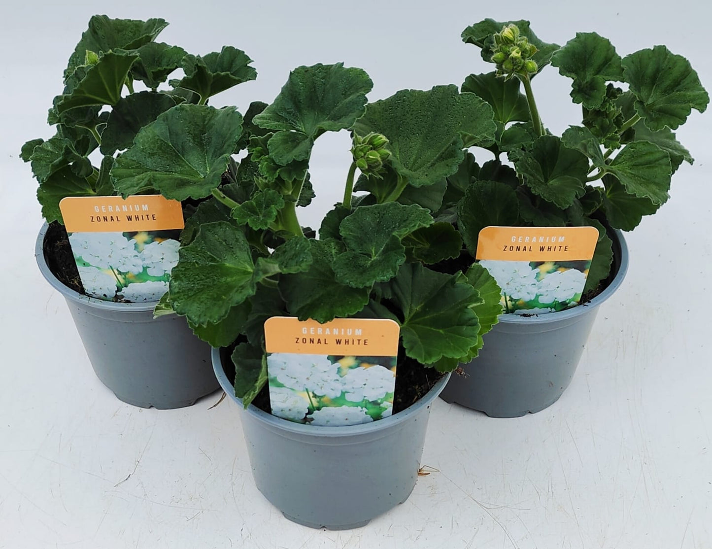 x2 Geranium Zonal White 13cm/1 Ltr