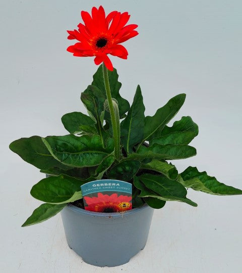 x1 Gerbera Garvinia Sweet Sunset 19cm/3Ltr