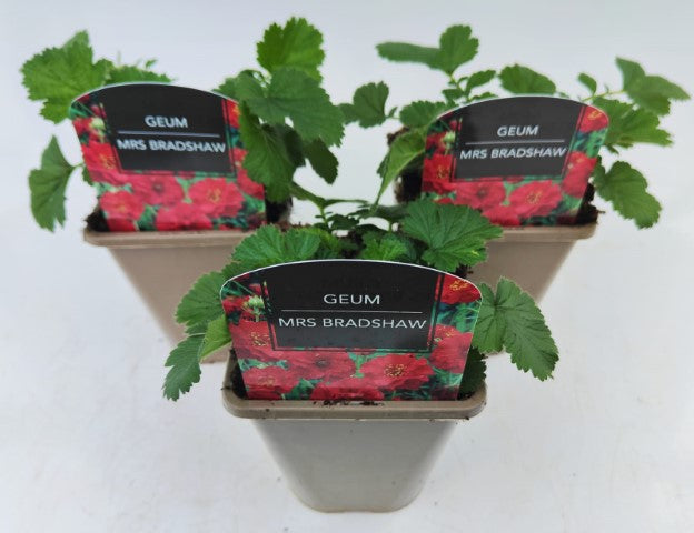 x2 Geum Mrs Bradshaw 13cm/1 Litre