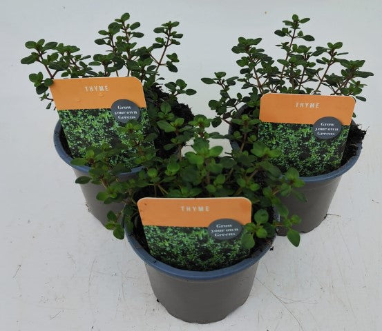 x3 Thyme - Aromatic Herb 10.5cm/9cm