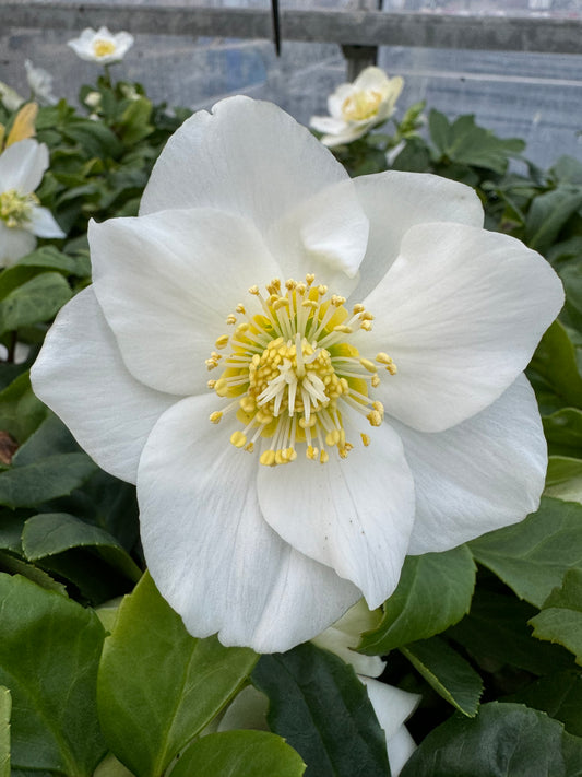 x3 Helleborus Advent Star 10.5cm/9cm