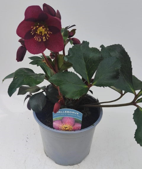 x1 Helleborus Ice n Roses Red - 19cm/3Litre