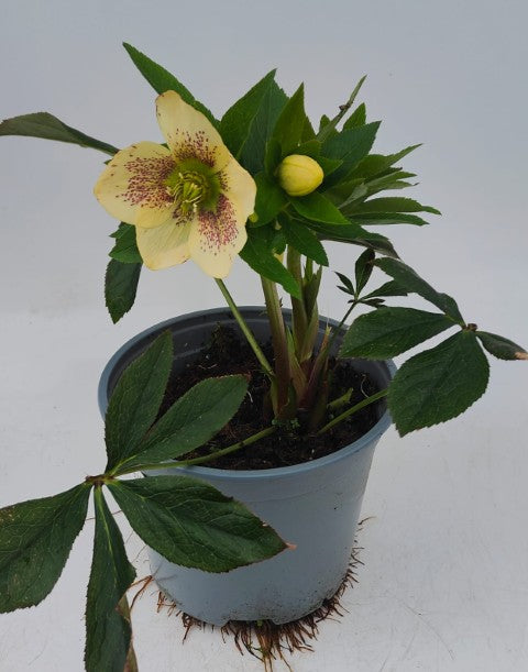 x1 Helleborus VIV Maeva 19cm/3Litre