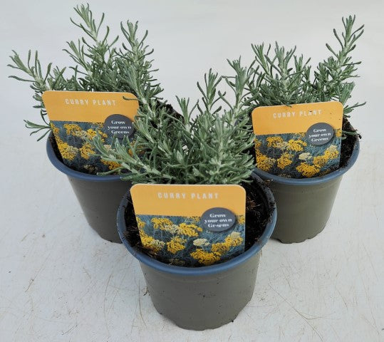 x3 Curry Plant (Edible Plants) 10.5cm/9cm