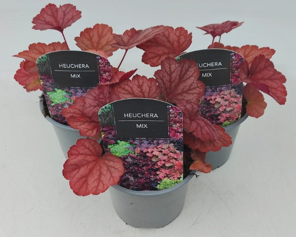 x2 Heuchera Georgia Peach 13cm/1 Ltr