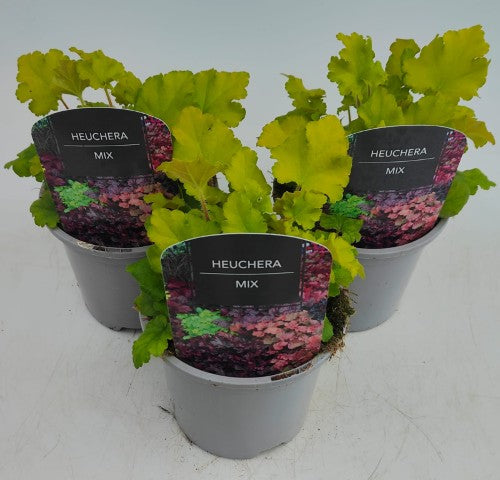 x2 Heuchera Lime Marmalade 13cm/1 Ltr