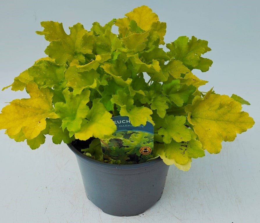 x1 Heuchera Lime Marmalade 3Ltr pot