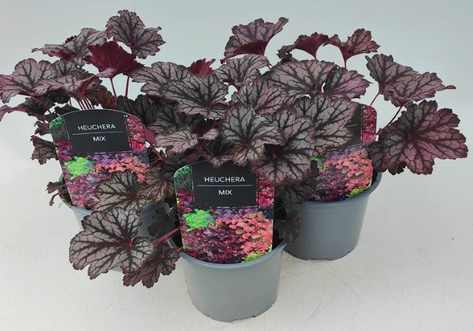 x2 Heuchera Little Cuties Frost 13cm/1 Ltr