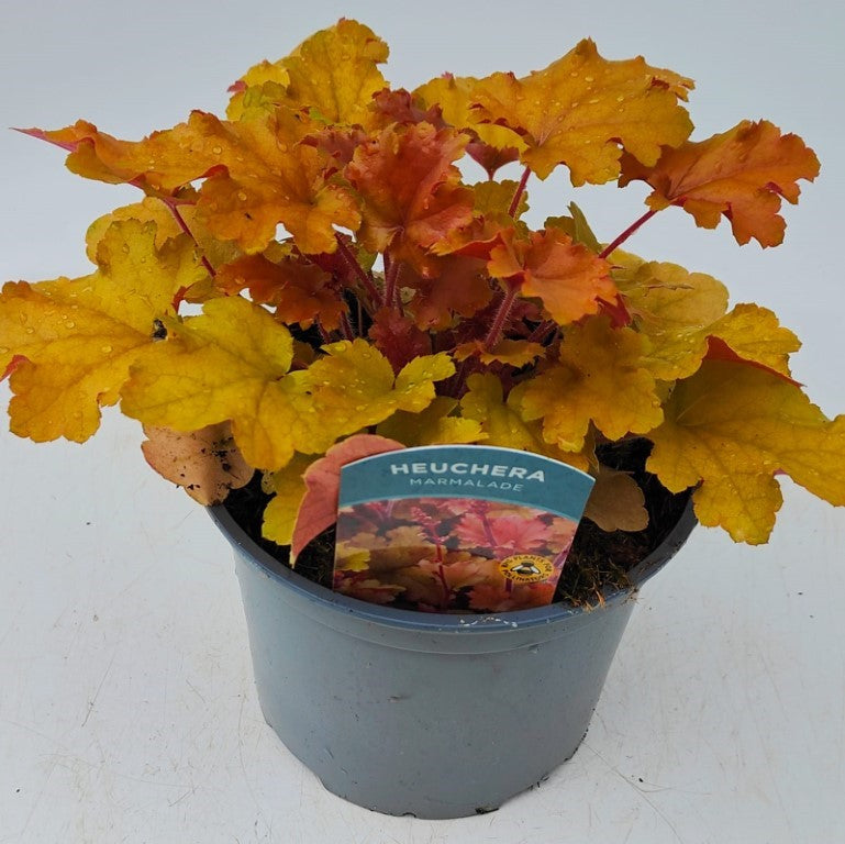x1 Heuchera Marmalade 17cm/2Litre