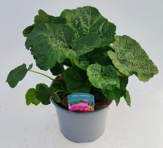 x1 Hollyhock Chaters Rose Pink 19cm/3Ltr