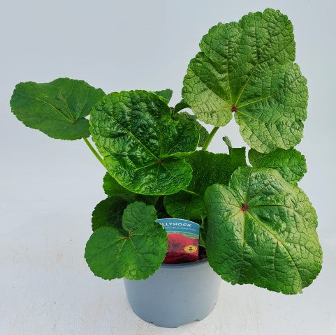 x1 Hollyhock Chaters Maroon 19cm/3Ltr