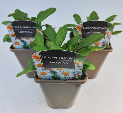 x2 Leucanthemum Madonna 13cm/1 Litre