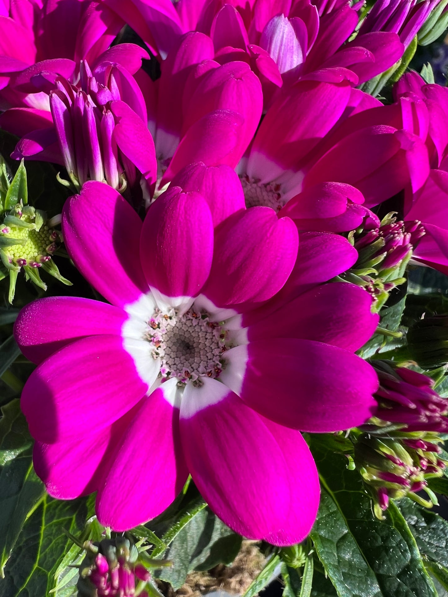 x2 Cineraria Star Wars Mix - 1Litre/13cm
