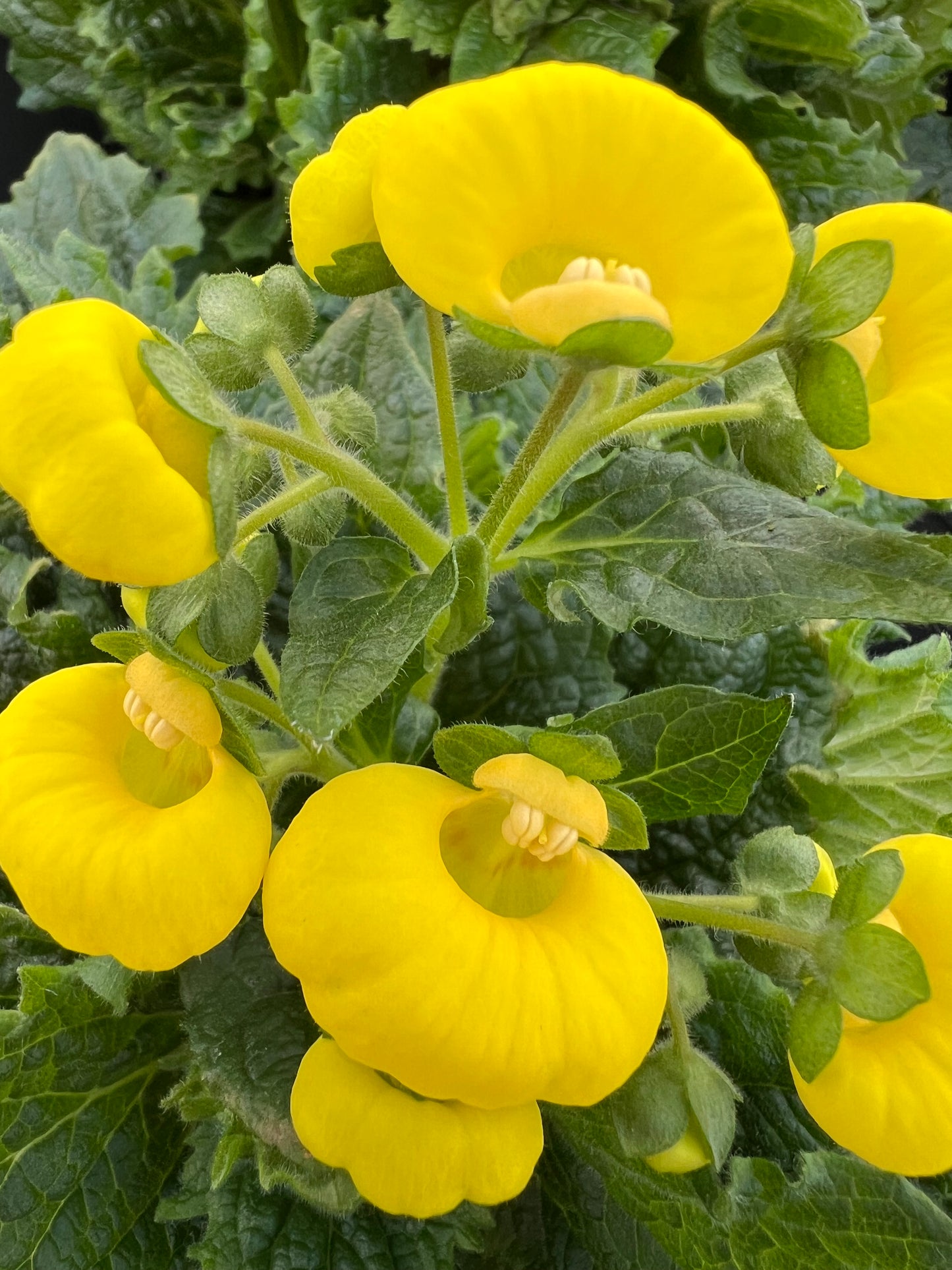 x1 Calceolaria Calynopsis Yellow - 17cm/2Litre