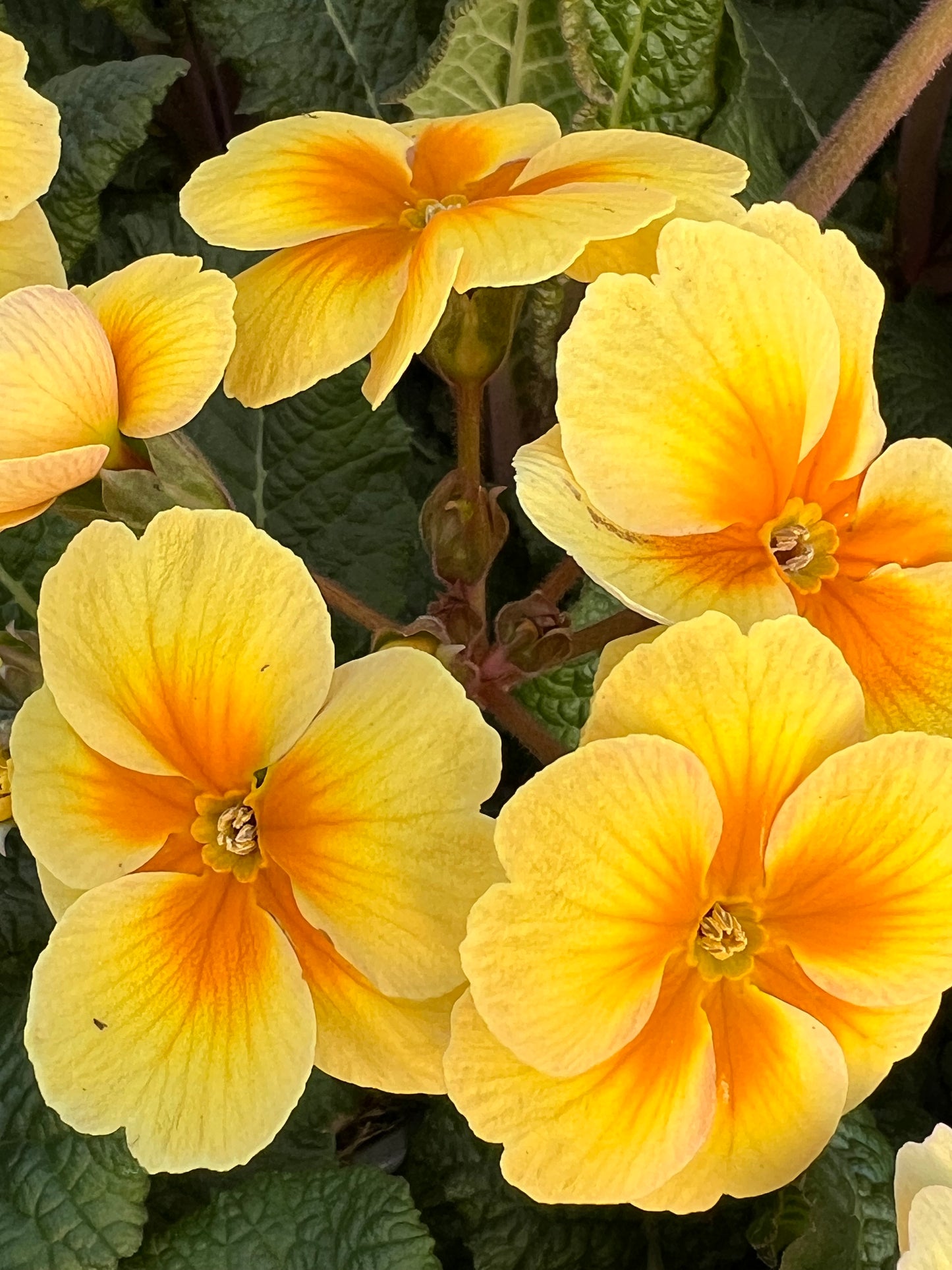 x3 Primula Polyanthus Stella Lunar Gold 10.5cm