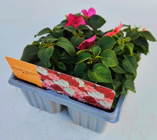 x10 Impatiens Beacon Mix - XL Plug Plants