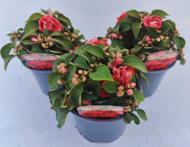 x2 Impatiens New Glimmer Bright Red 13cm/1 Ltr