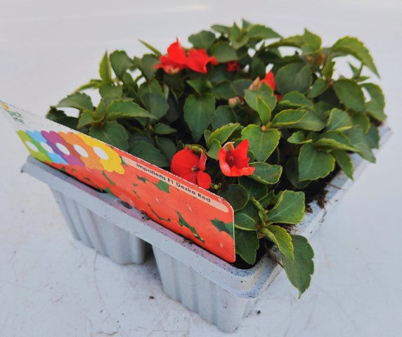 x10 Impatiens Beacon Bright Red - XL Plug Plants