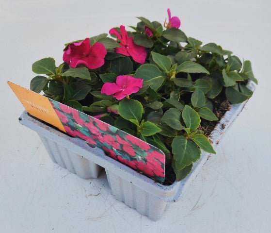 x10 Impatiens Beacon Violet - XL Plug Plants