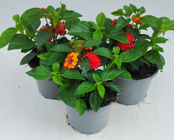 x2 Lantana Shamrock Orange Flame 13cm/1 Ltr
