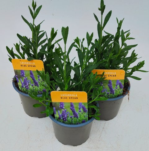 x3 Lavender Blue Spear Plants in 10.5cm/9cm pots