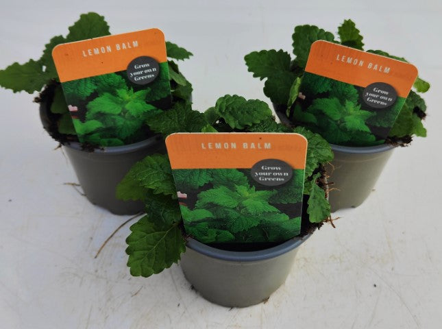 x3 Lemon Balm - Aromatic Herb 10.5cm/9cm
