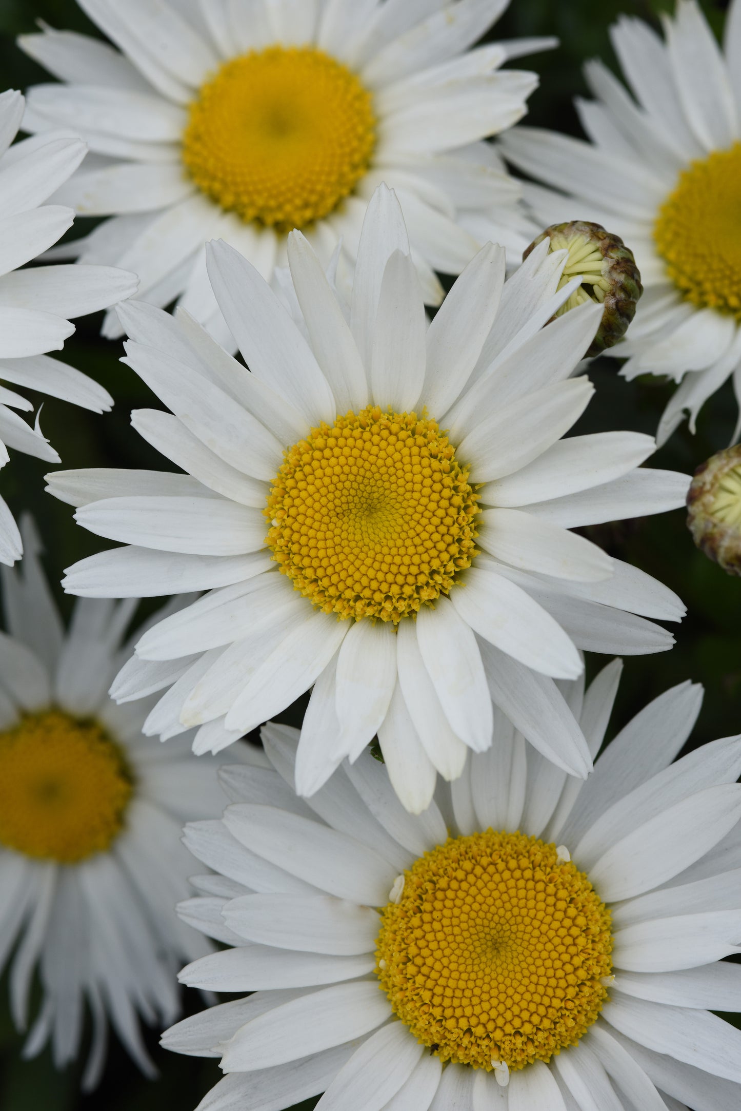 x2 Leucanthemum Madonna 13cm/1 Litre