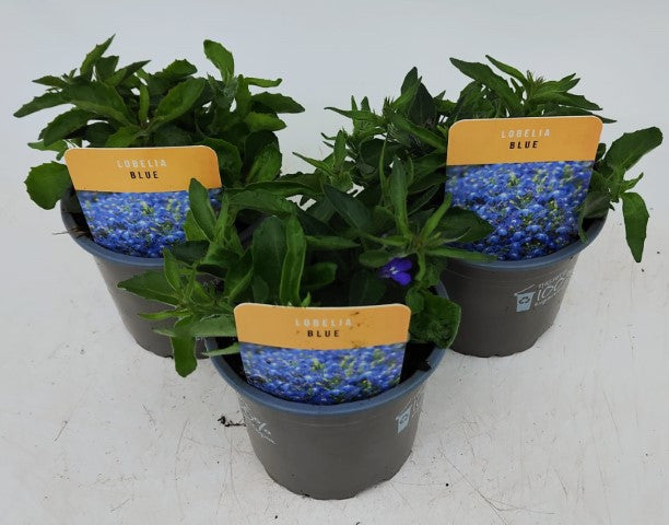 x3 Lobelia Sweet Spring Blue 10.5cm/9cm pots