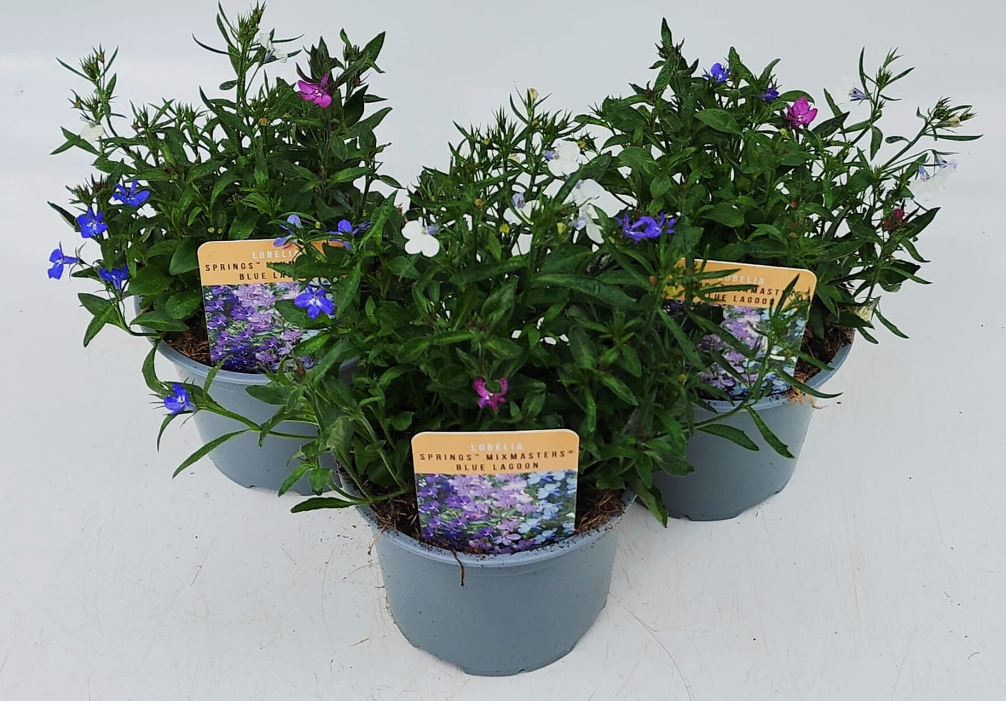 x2 Lobelia Mix Masters Blue Lagoon 13cm/1 Ltr