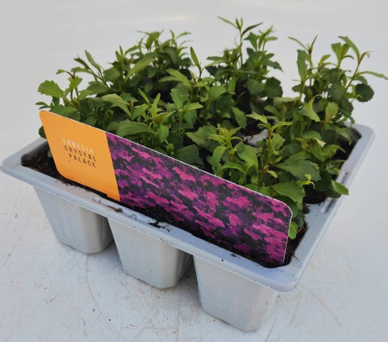 x10 Lobelia Crystal Palace - XL Plug Plants