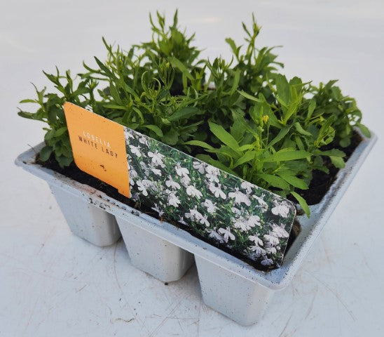 x10 Lobelia Upright White Lady - XL Plug Plants