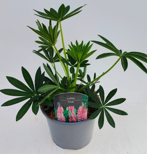 x1 Lupin Legendary Pink 19cm/3Ltr