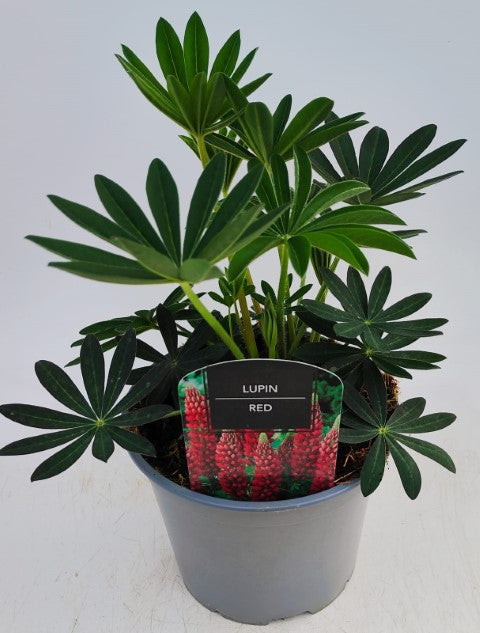 x1 Lupin Legendary Red 19cm/3Ltr