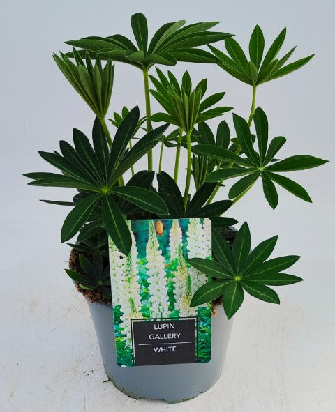 x1 Lupin Legendary White 19cm/3Ltr