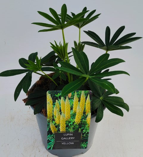 x1 Lupin Legendary Yellow 19cm/3Ltr