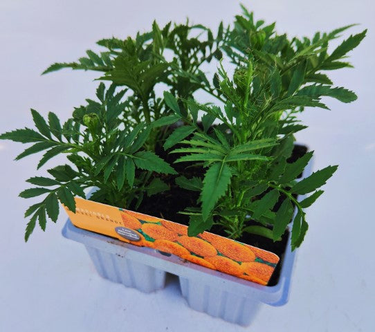 x10 Marigold Marvel Orange - XL Plug Plants